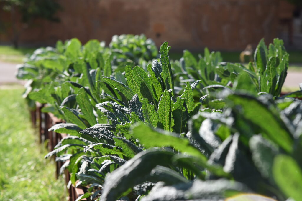 Community Garden
