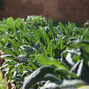 Community Garden